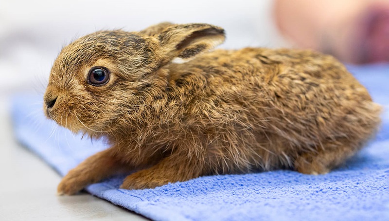 Wildlife 'Orphan Season' Sparks Urgent Charity Appeal 3